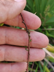 Amorpha herbacea herbacea
