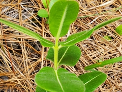 Asclepias obovata
