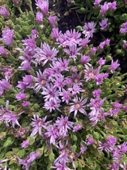 Drosanthemum floribundum