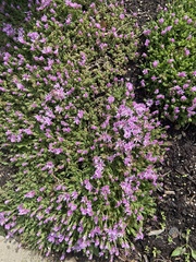 Drosanthemum floribundum