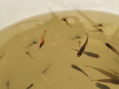 Paratya curvirostris