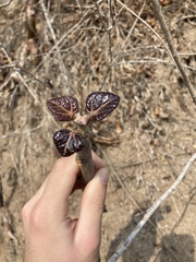 Jatropha chamelensis