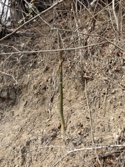 Jatropha chamelensis