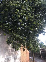 Magnoliopsida