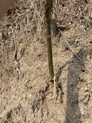 Jatropha chamelensis