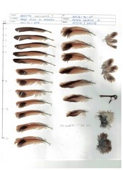 Geositta cunicularia