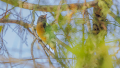 Mionectes rufiventris