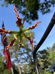 Gloriosa