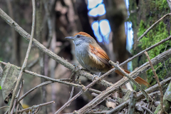 Synallaxis ruficapilla