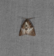 Acatapaustus mesoleuca