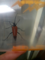 Stenelytrana emarginata