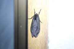 Thysanoprymna superba