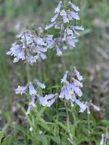Penstemon hirsutus