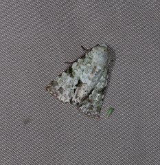 Acronicta dinawa