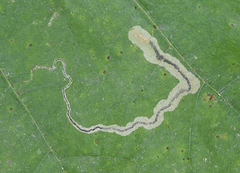 Stigmella quercipulchella