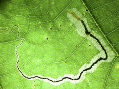 Stigmella quercipulchella