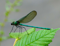 Calopteryx angustipennis