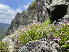 Houstonia montana