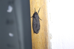 Thysanoprymna superba