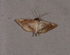 Calindoea atripunctalis