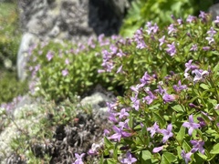 Houstonia montana