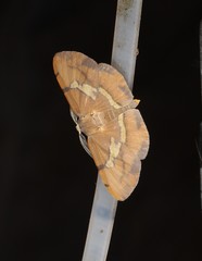 Capasa incensata