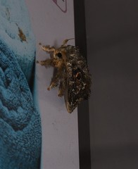 Chalcocelis albiguttatus