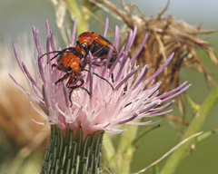 Nemognatha piazata