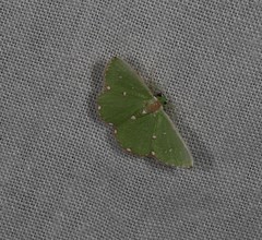 Argyrocosma inductaria