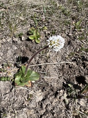 Micranthes rhomboidea