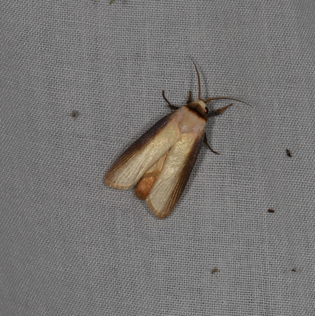 Cryptophasa phaeochtha