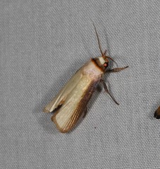 Cryptophasa phaeochtha