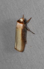 Cryptophasa phaeochtha