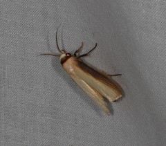 Cryptophasa phaeochtha