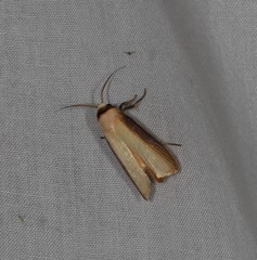 Cryptophasa phaeochtha