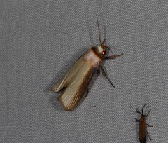 Cryptophasa phaeochtha