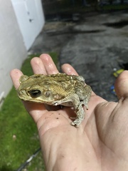 Rhinella marina