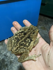 Rhinella marina
