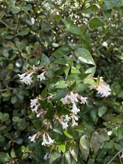 Abelia