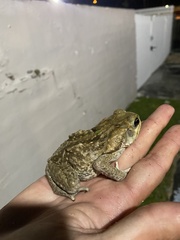 Rhinella marina