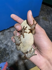 Rhinella marina