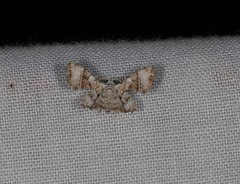 Epiplema stereogramma