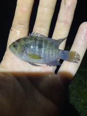 Cichlasoma bimaculatum