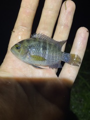 Cichlasoma bimaculatum