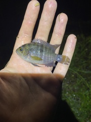 Cichlasoma bimaculatum