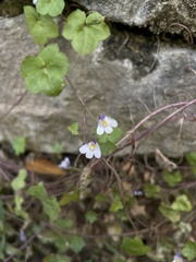 Cymbalaria muralis