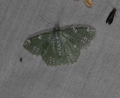 Eucyclodes fascinans