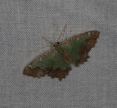 Eucyclodes fascinans