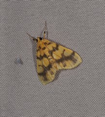 Eusabena paraphragma