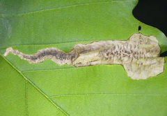 Coptotriche castaneaeella